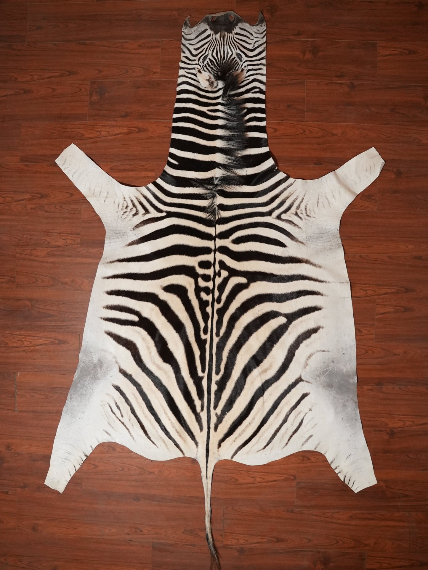 Zebra skin rug on a wooden floor