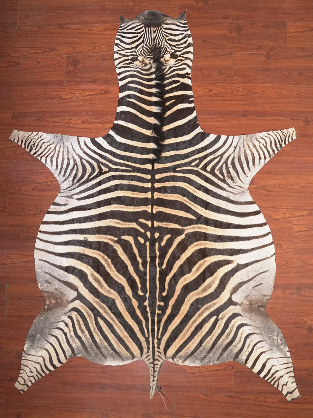 The Nguni Guy Nguni zebra hide African decor Authentic zebra skin Home decor Interior design Unique pattern Hand-selected Premium quality Natural beauty Exotic rug Genuine hide Statement piece Contemporary style Ethically sourced Sustainable decor Versatile accent Luxury rug Designer piece Modern aesthetic High-end craftsmanship Timeless elegance Designer home accents