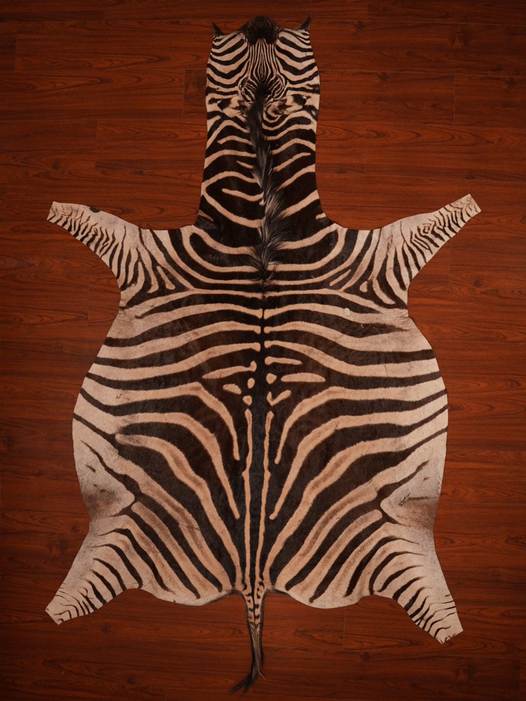 The Nguni Guy Nguni cowhide African decor Authentic cowhide Home decor Interior design Unique pattern Hand-selected Premium quality Natural beauty Exotic rug Genuine hide Statement piece Contemporary style Ethically sourced Sustainable decor Versatile accent Luxury rug Designer piece Modern aesthetic High-end craftsmanship Timeless elegance Designer home accents