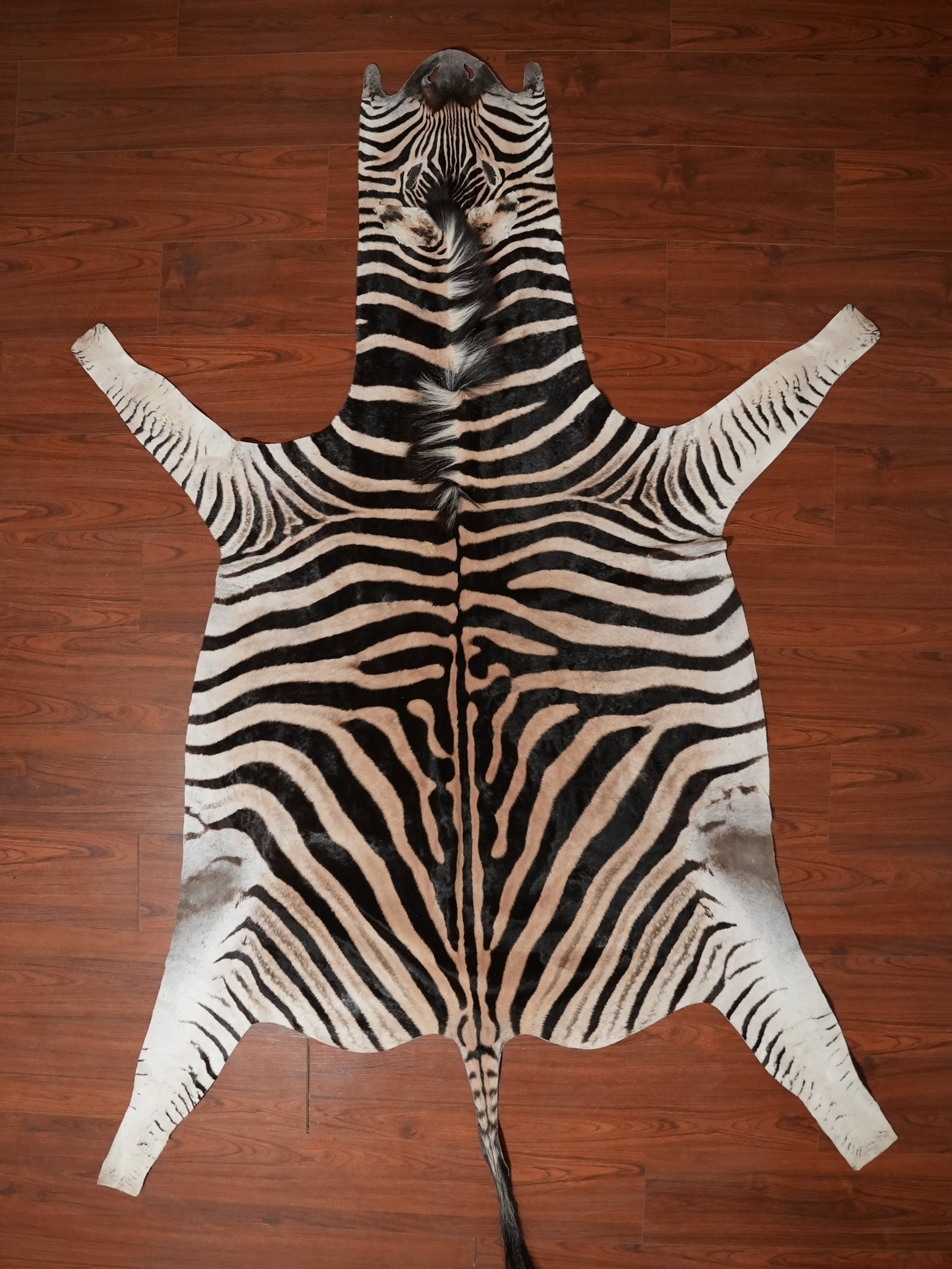 Zebra skin rug on a wooden floor