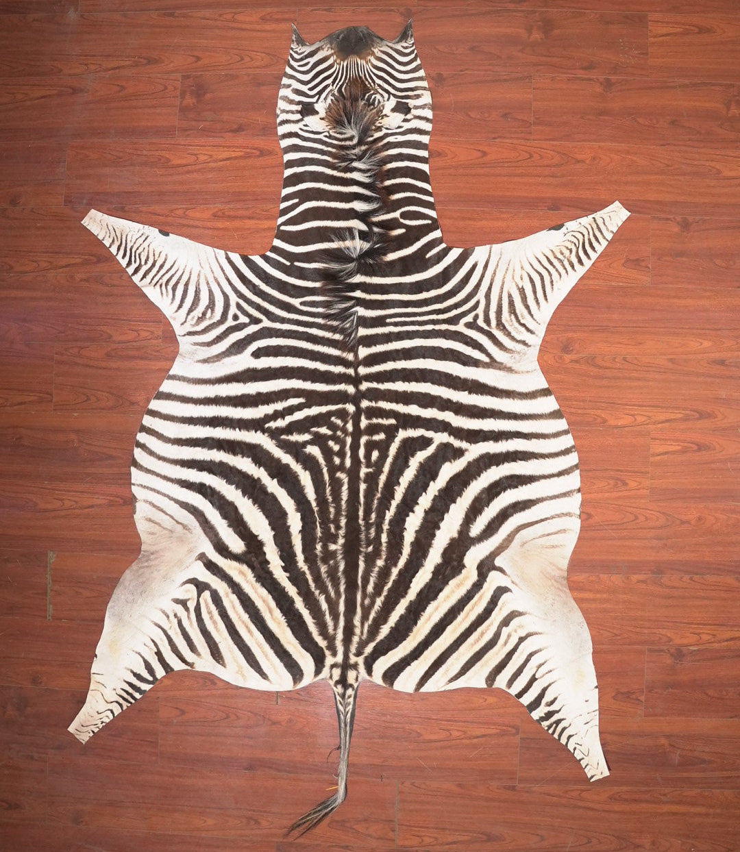 The Nguni Guy Nguni zebra hide African decor Authentic zebra skin Home decor Interior design Unique pattern Hand-selected Premium quality Natural beauty Exotic rug Genuine hide Statement piece Contemporary style Ethically sourced Sustainable decor Versatile accent Luxury rug Designer piece Modern aesthetic High-end craftsmanship Timeless elegance Designer home accents