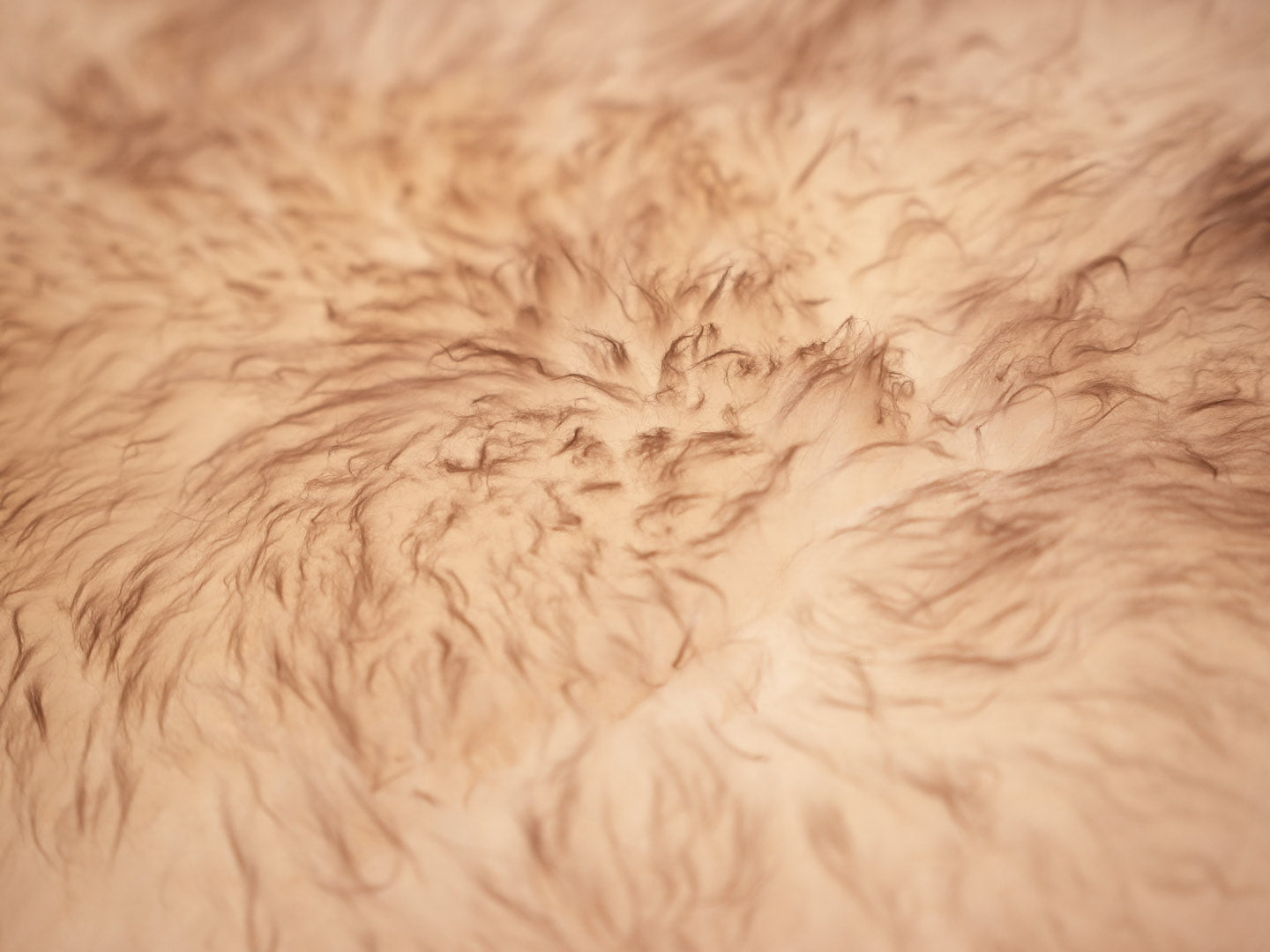Exotic Romney Wool Sheepskin