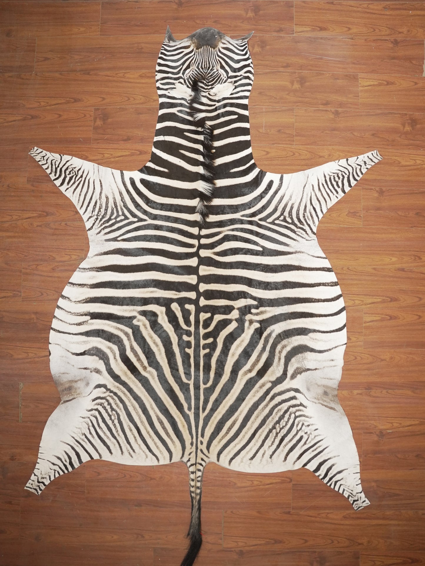AA GRADE ZEBRA HIDE 055 (XL)