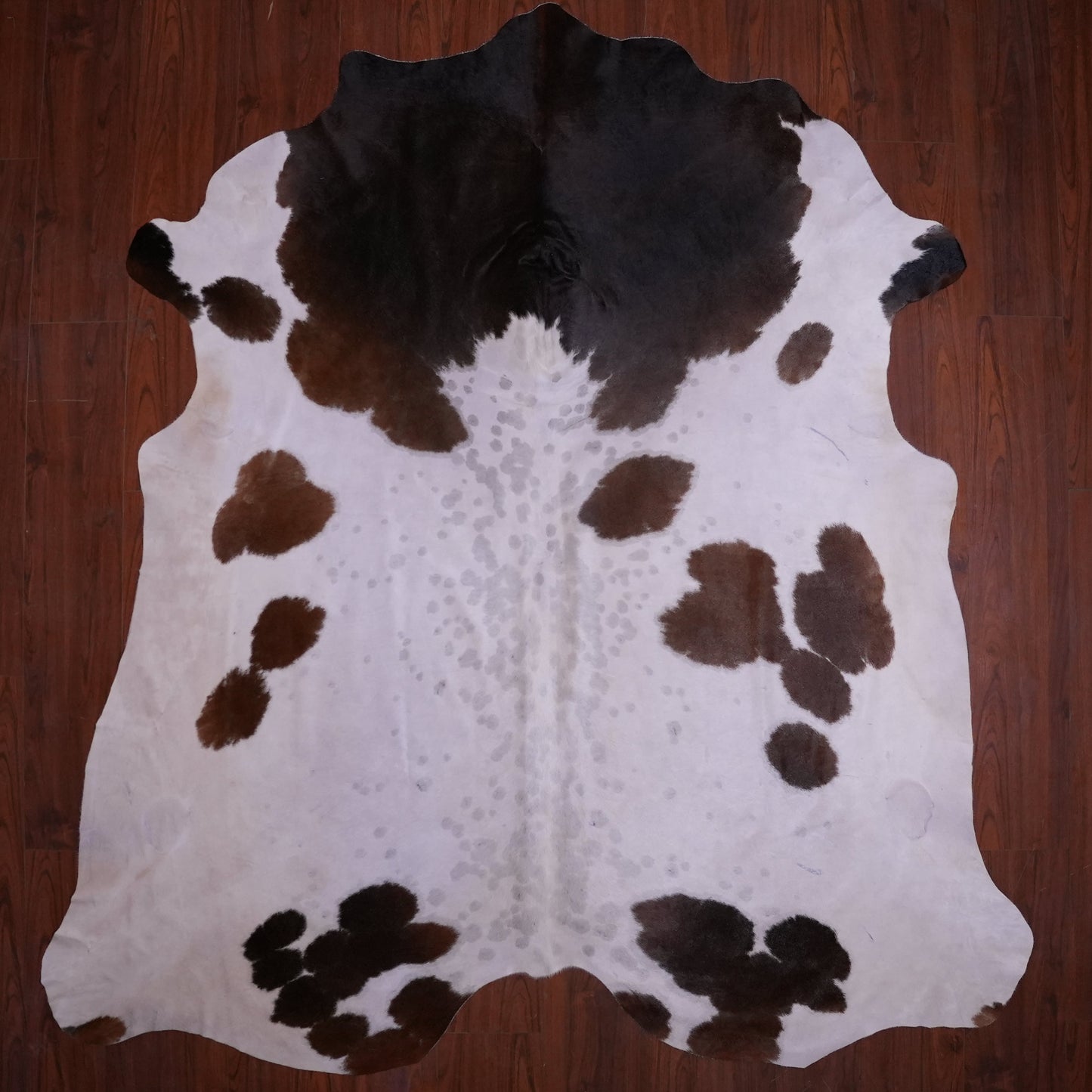A Grade Nguni Hide 581 (Tricolor) (XL)