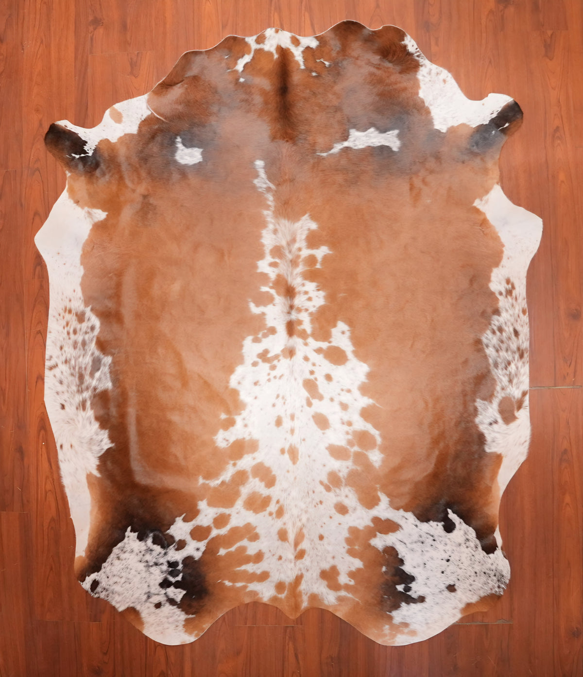 AS Grade Nguni Hide 716 (Tricolor) (L)