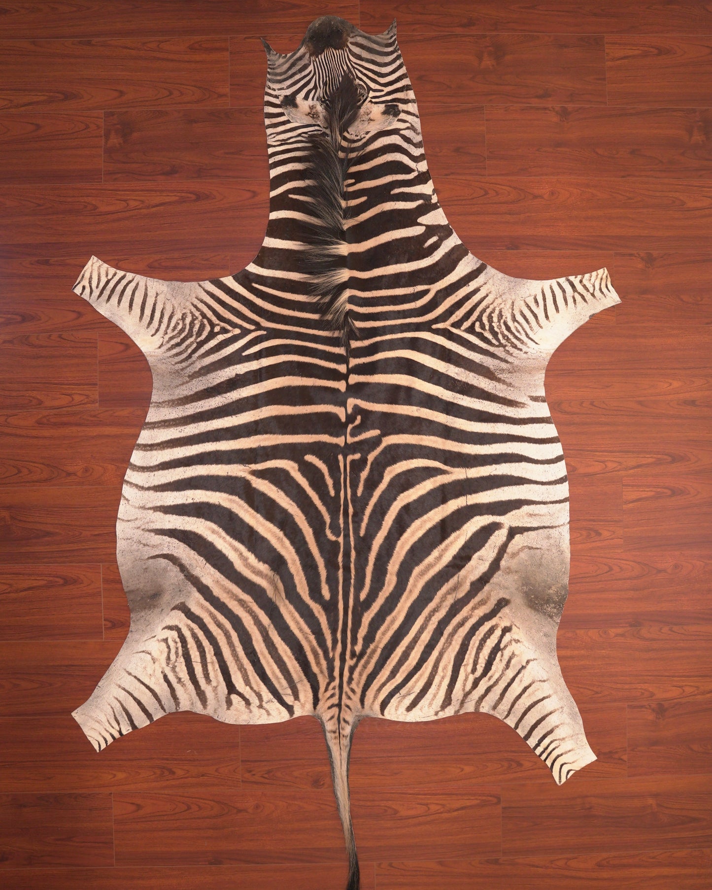 A Grade Zebra Hide 79 (M)