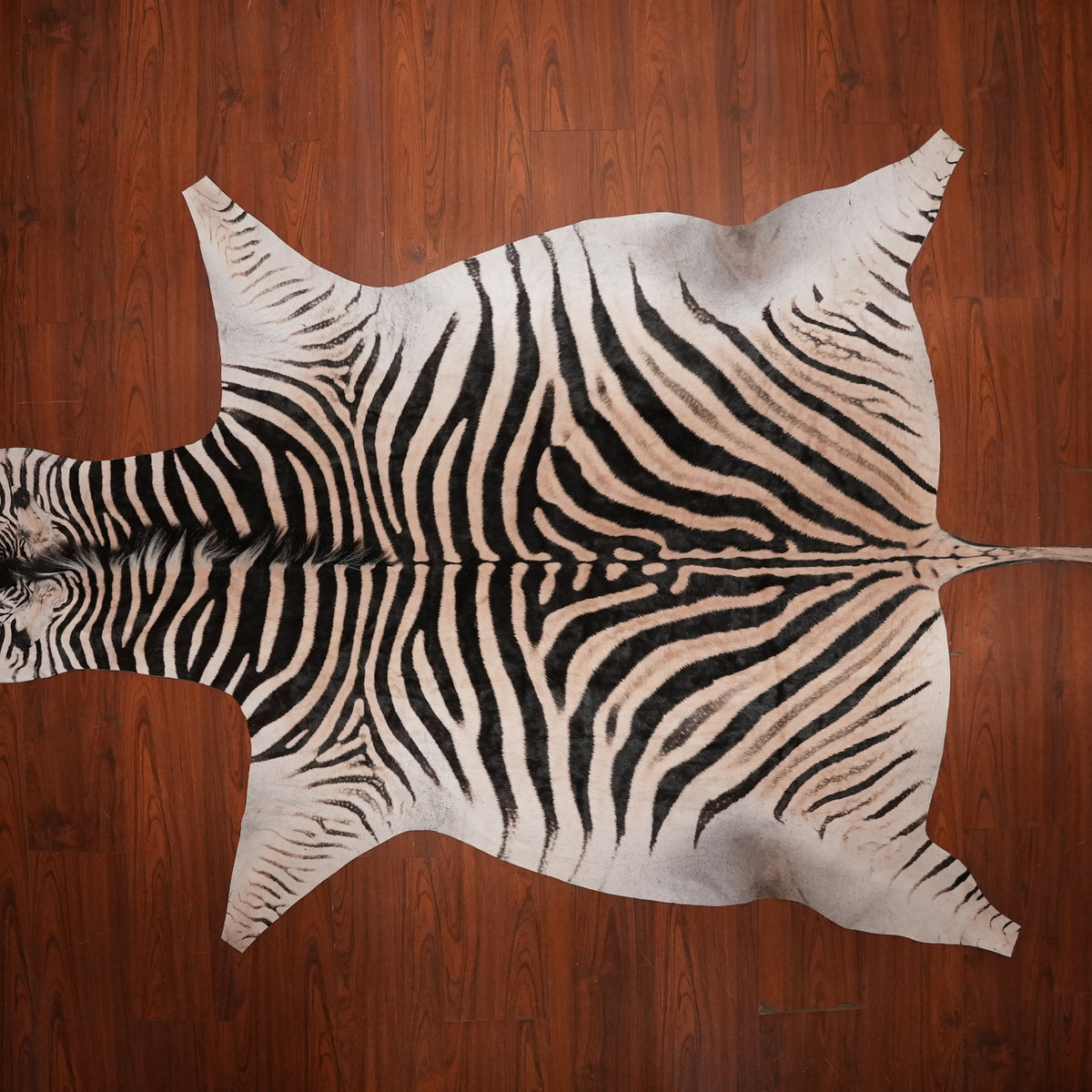 Honey-Toned zebra hide rug, 270 x 191 cm, genuine zebra skin