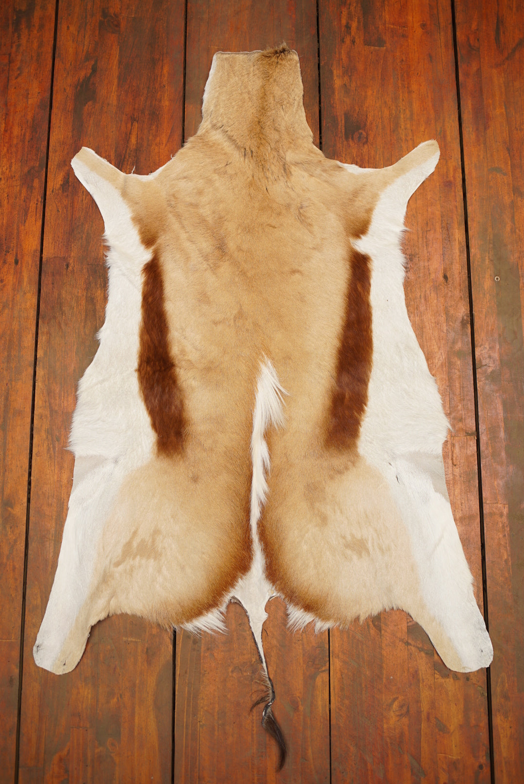A Grade Springbok Hide