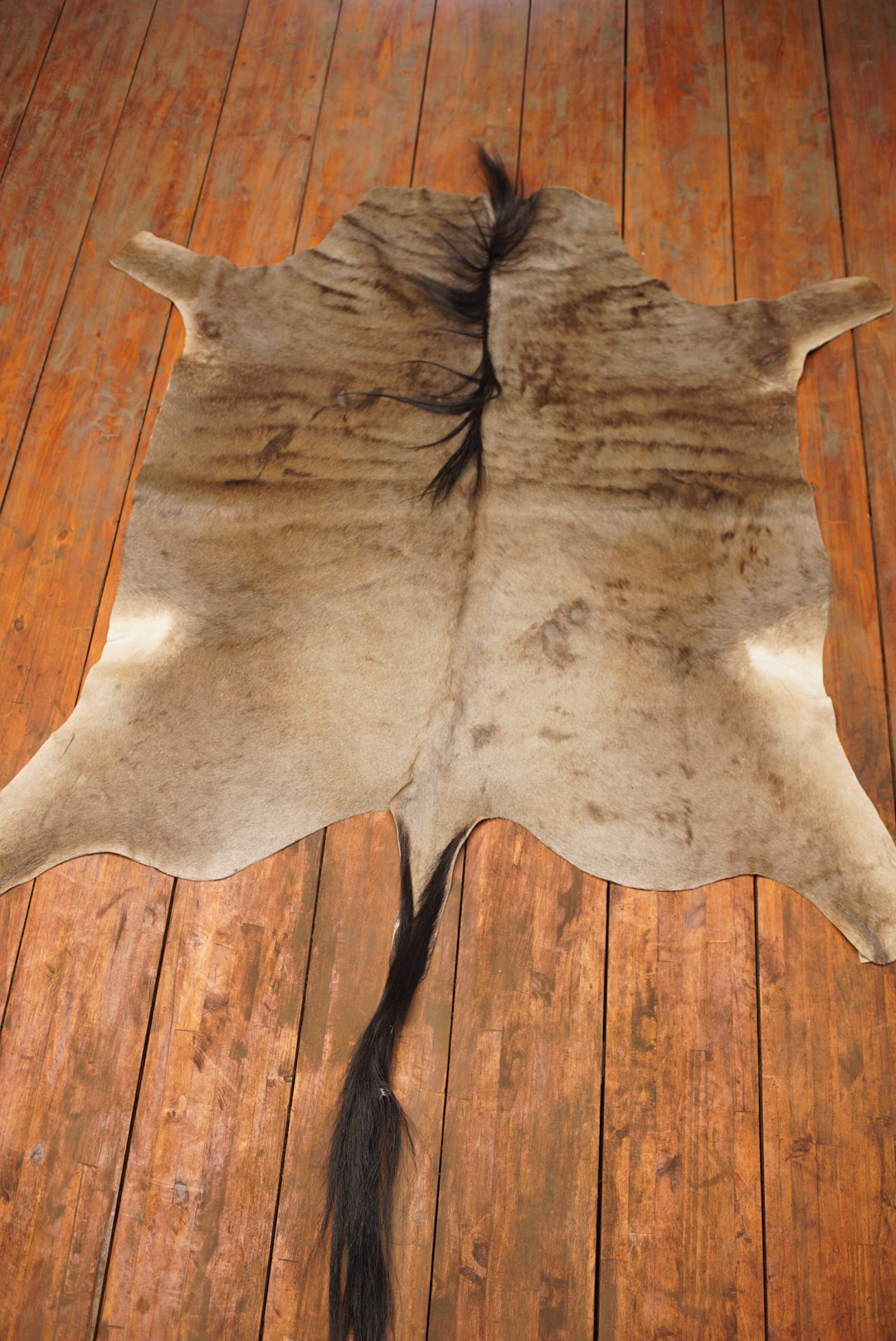 A Grade Wildebeest Hide