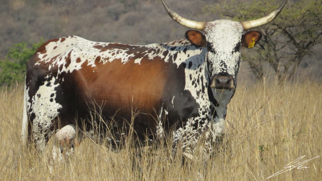 Why Buy South African? Nguni Cowhides, Explained...