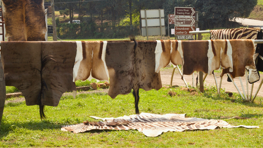 Are Game Hides Ethical? A Look at Sustainable Sourcing in South Africa