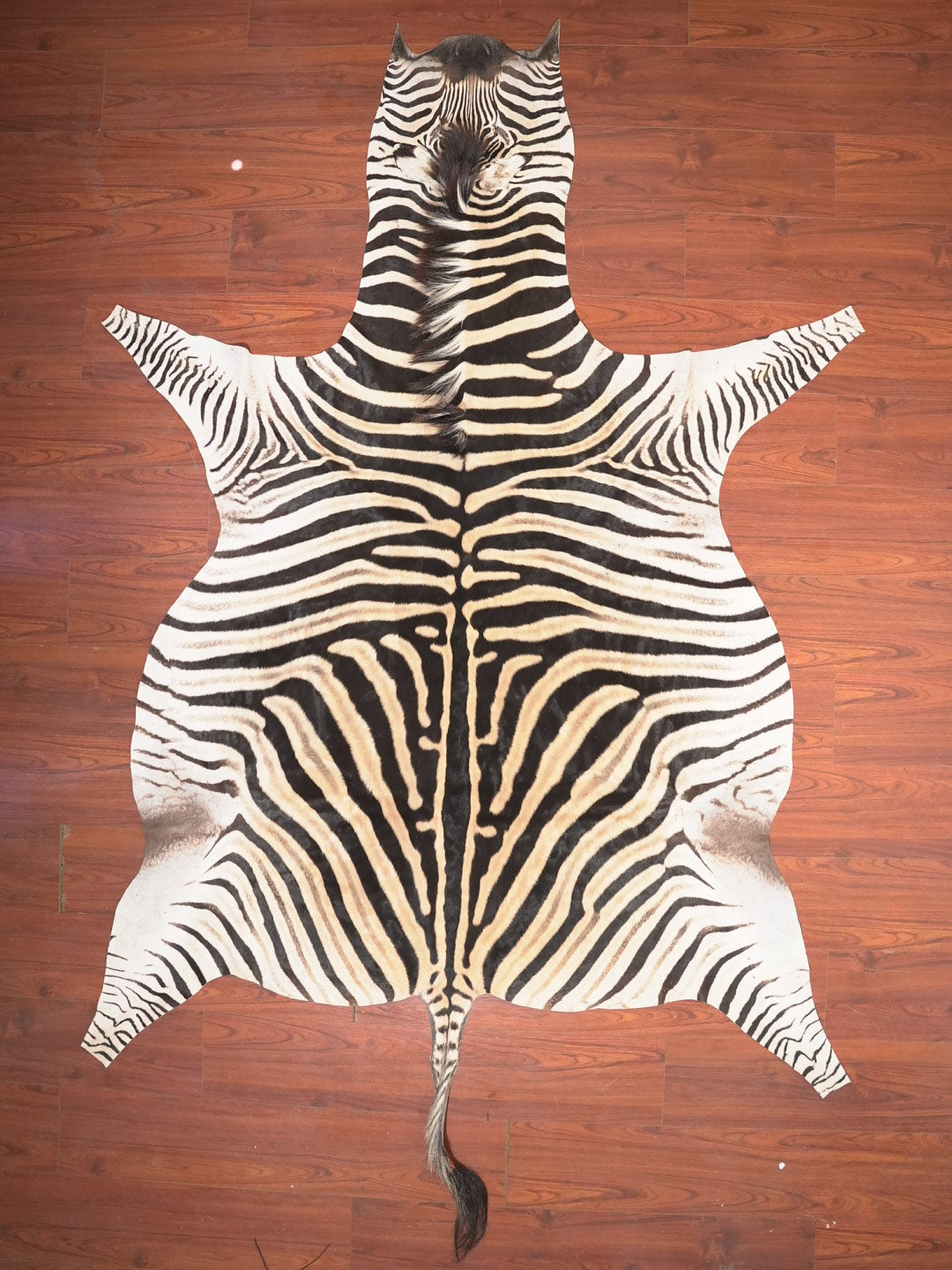 Zebra skin rug on a wooden floor