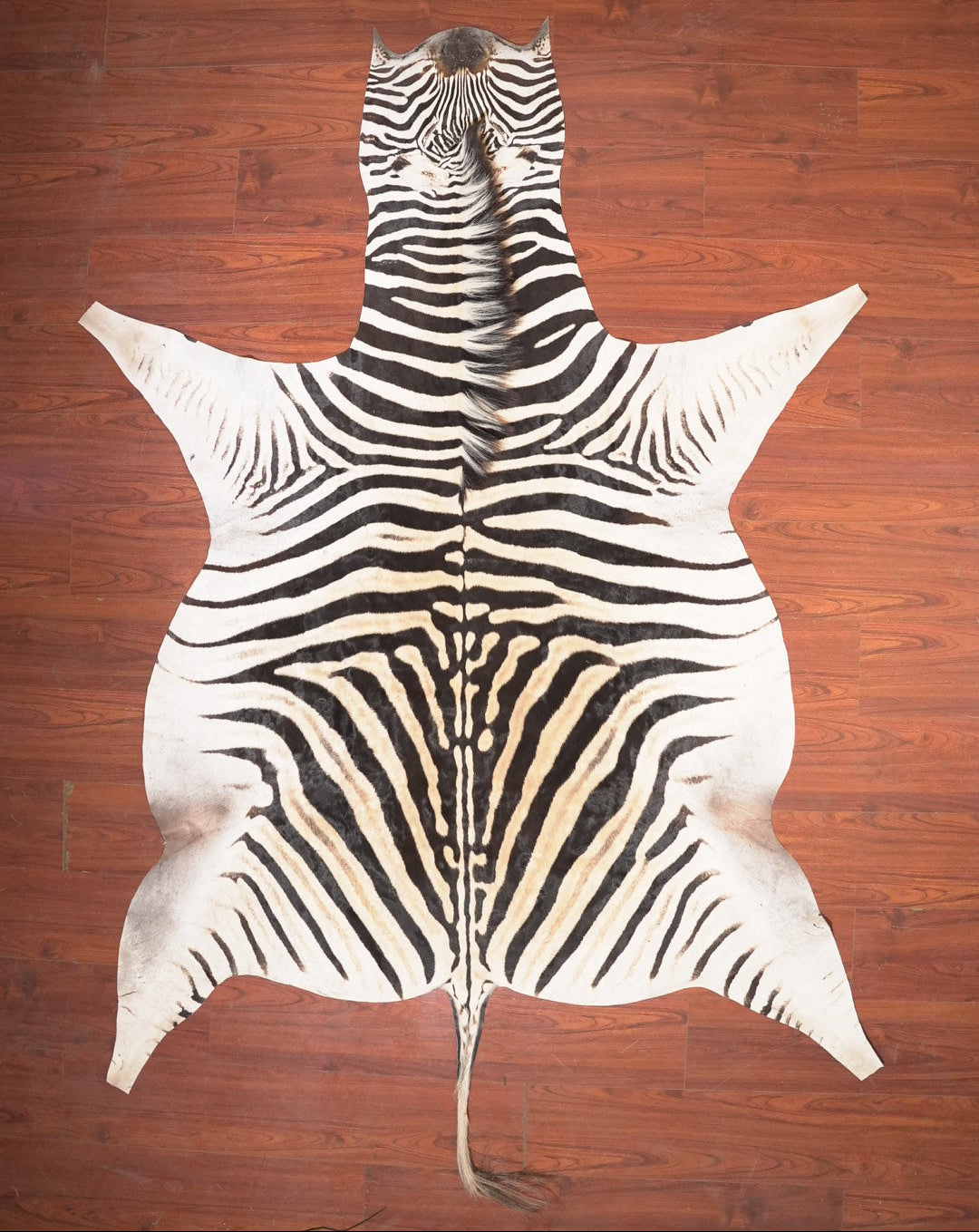 The Nguni Guy Nguni zebra hide African decor Authentic zebra skin Home decor Interior design Unique pattern Hand-selected Premium quality Natural beauty Exotic rug Genuine hide Statement piece Contemporary style Ethically sourced Sustainable decor Versatile accent Luxury rug Designer piece Modern aesthetic High-end craftsmanship Timeless elegance Designer home accents