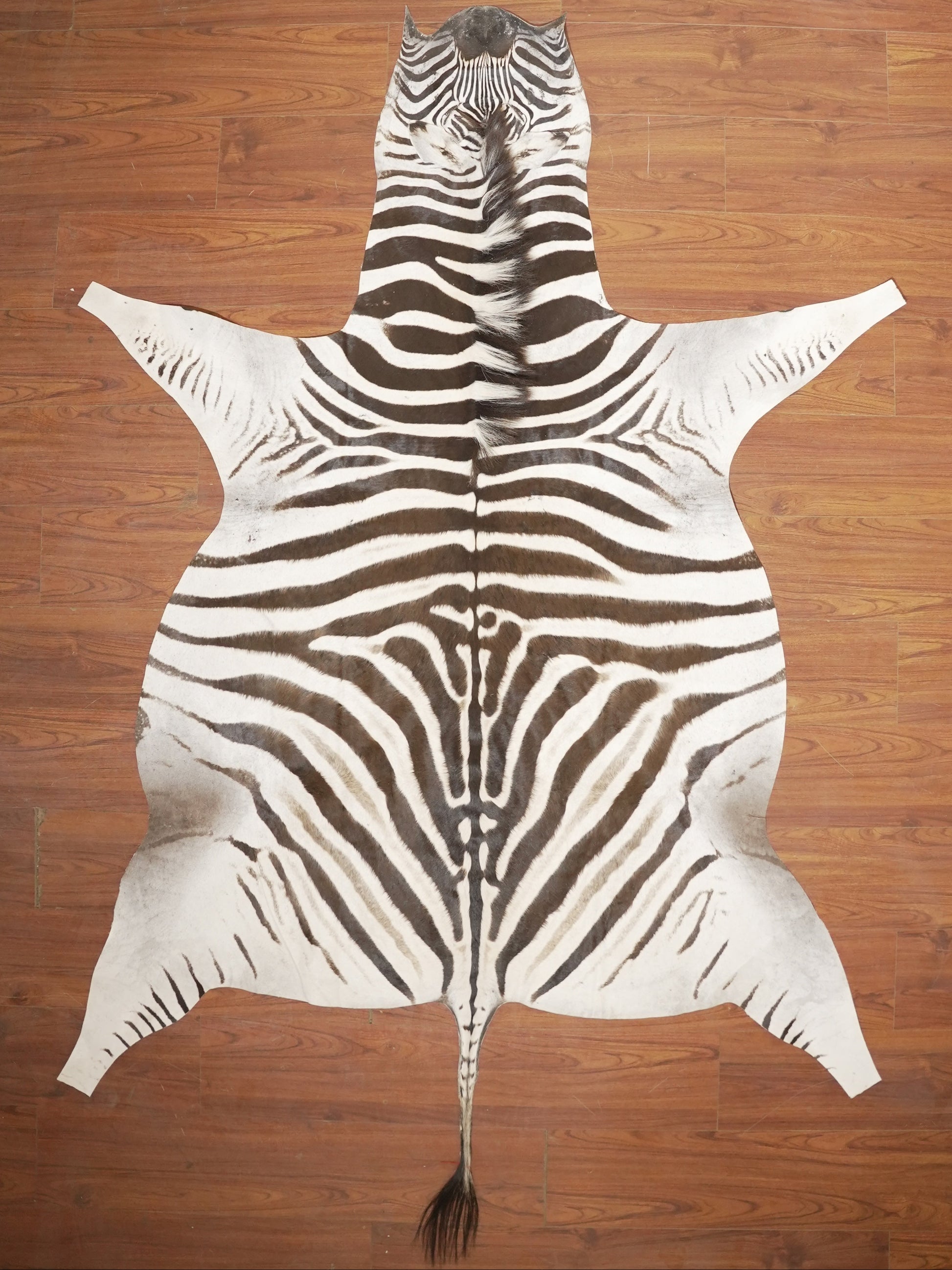 The Nguni Guy Nguni zebra hide African decor Authentic zebra skin Home decor Interior design Unique pattern Hand-selected Premium quality Natural beauty Exotic rug Genuine hide Statement piece Contemporary style Ethically sourced Sustainable decor Versatile accent Luxury rug Designer piece Modern aesthetic High-end craftsmanship Timeless elegance Designer home accents