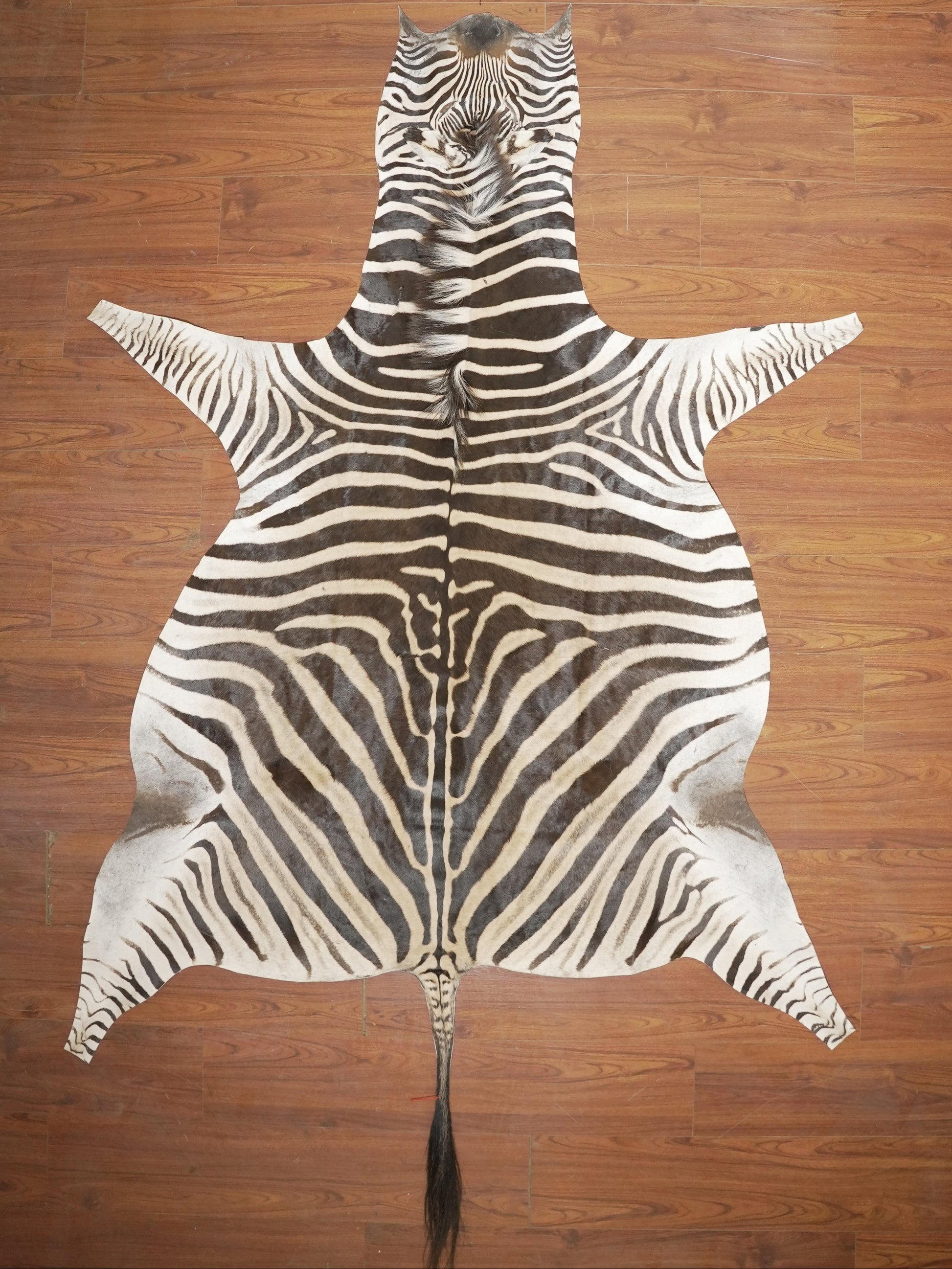 The Nguni Guy Nguni zebra hide African decor Authentic zebra skin Home decor Interior design Unique pattern Hand-selected Premium quality Natural beauty Exotic rug Genuine hide Statement piece Contemporary style Ethically sourced Sustainable decor Versatile accent Luxury rug Designer piece Modern aesthetic High-end craftsmanship Timeless elegance Designer home accents