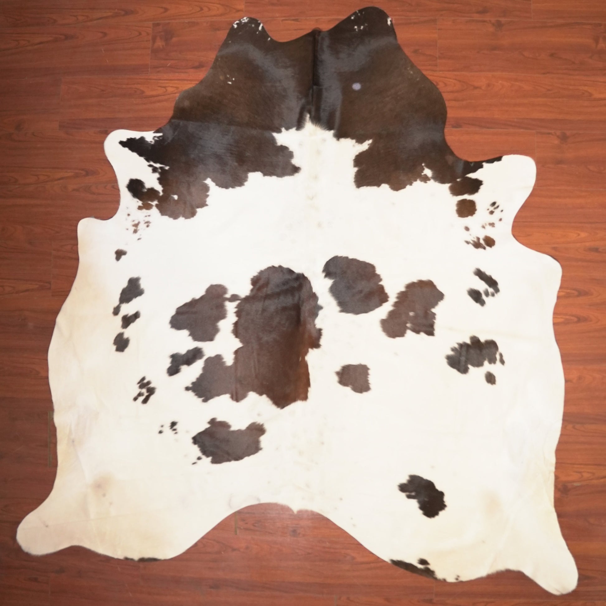 The Nguni Guy Nguni cowhide African decor Authentic cowhide Home decor Interior design Unique pattern Hand-selected Premium quality Natural beauty Exotic rug Genuine hide Statement piece Contemporary style Ethically sourced Sustainable decor Versatile accent Luxury rug Designer piece Modern aesthetic High-end craftsmanship Timeless elegance Designer home accents
