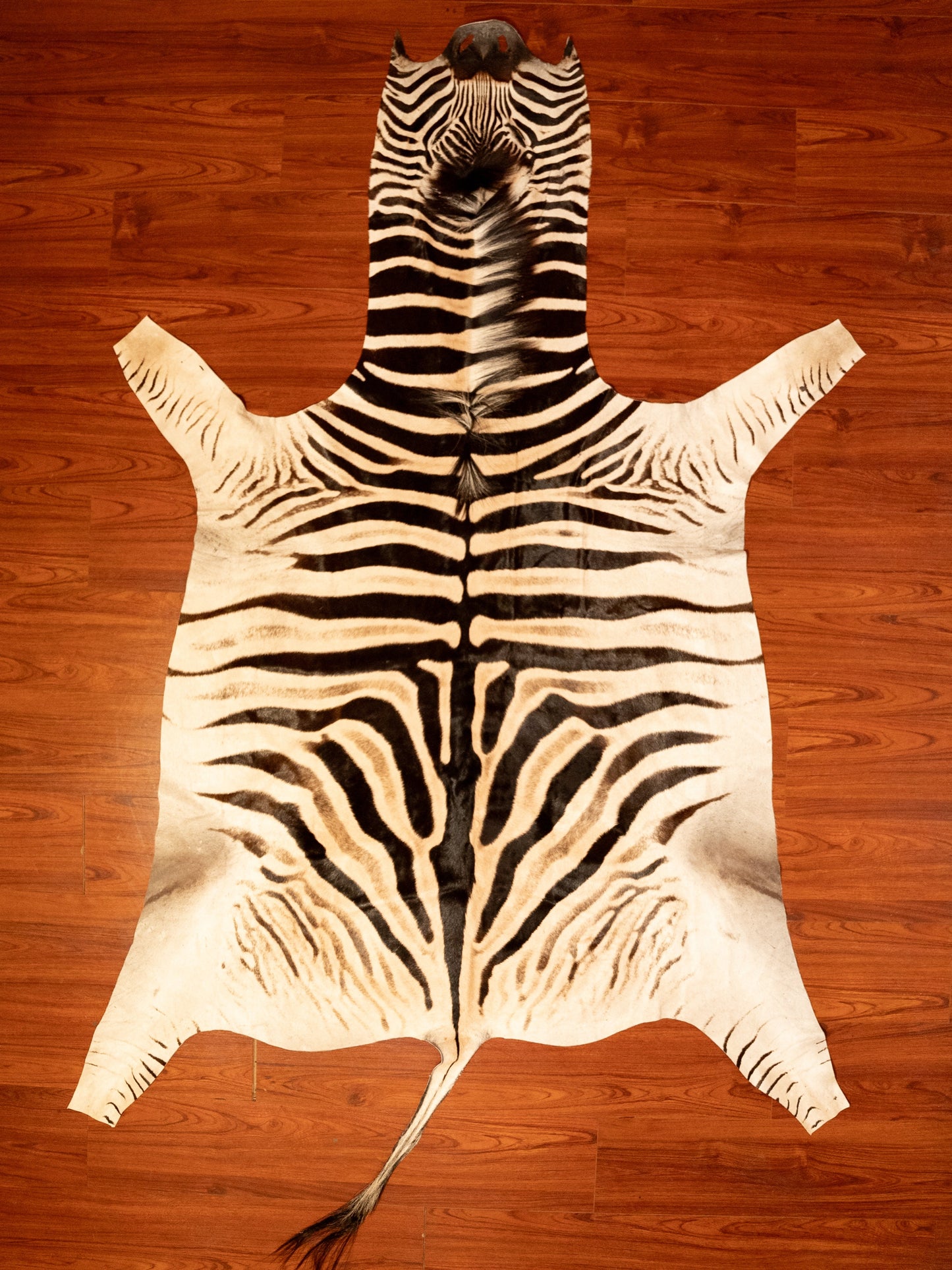 the nguni guy zebra hide rug animal skin carpet