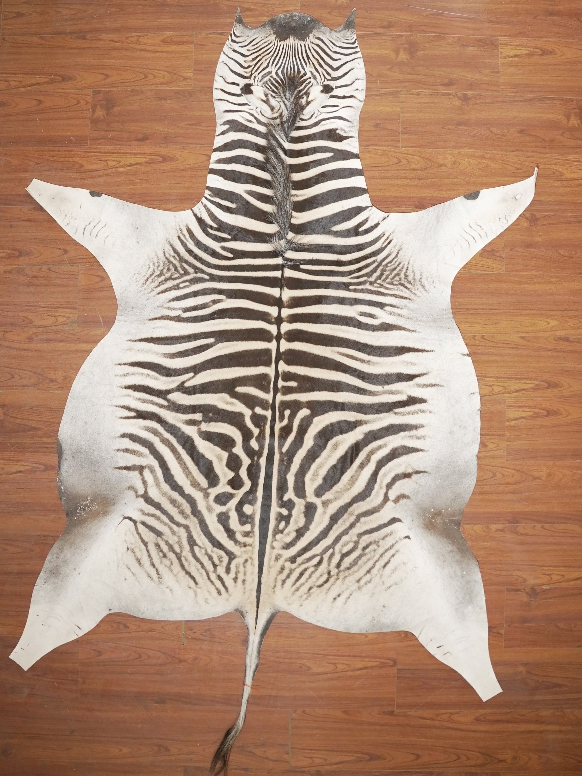 The Nguni Guy Nguni zebra hide African decor Authentic zebra skin Home decor Interior design Unique pattern Hand-selected Premium quality Natural beauty Exotic rug Genuine hide Statement piece Contemporary style Ethically sourced Sustainable decor Versatile accent Luxury rug Designer piece Modern aesthetic High-end craftsmanship Timeless elegance Designer home accents