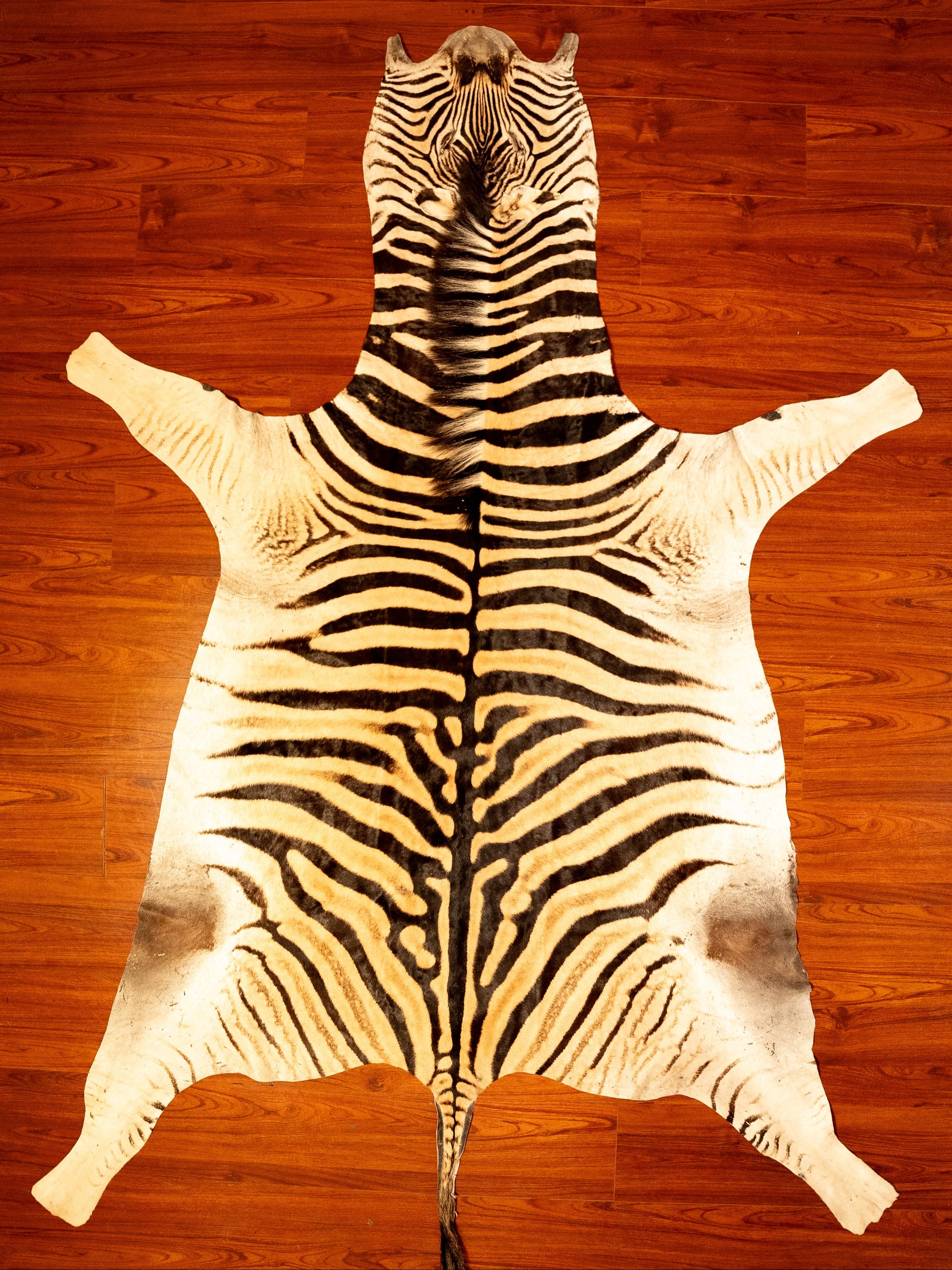 the nguni guy zebra hide rug animal skin carpet