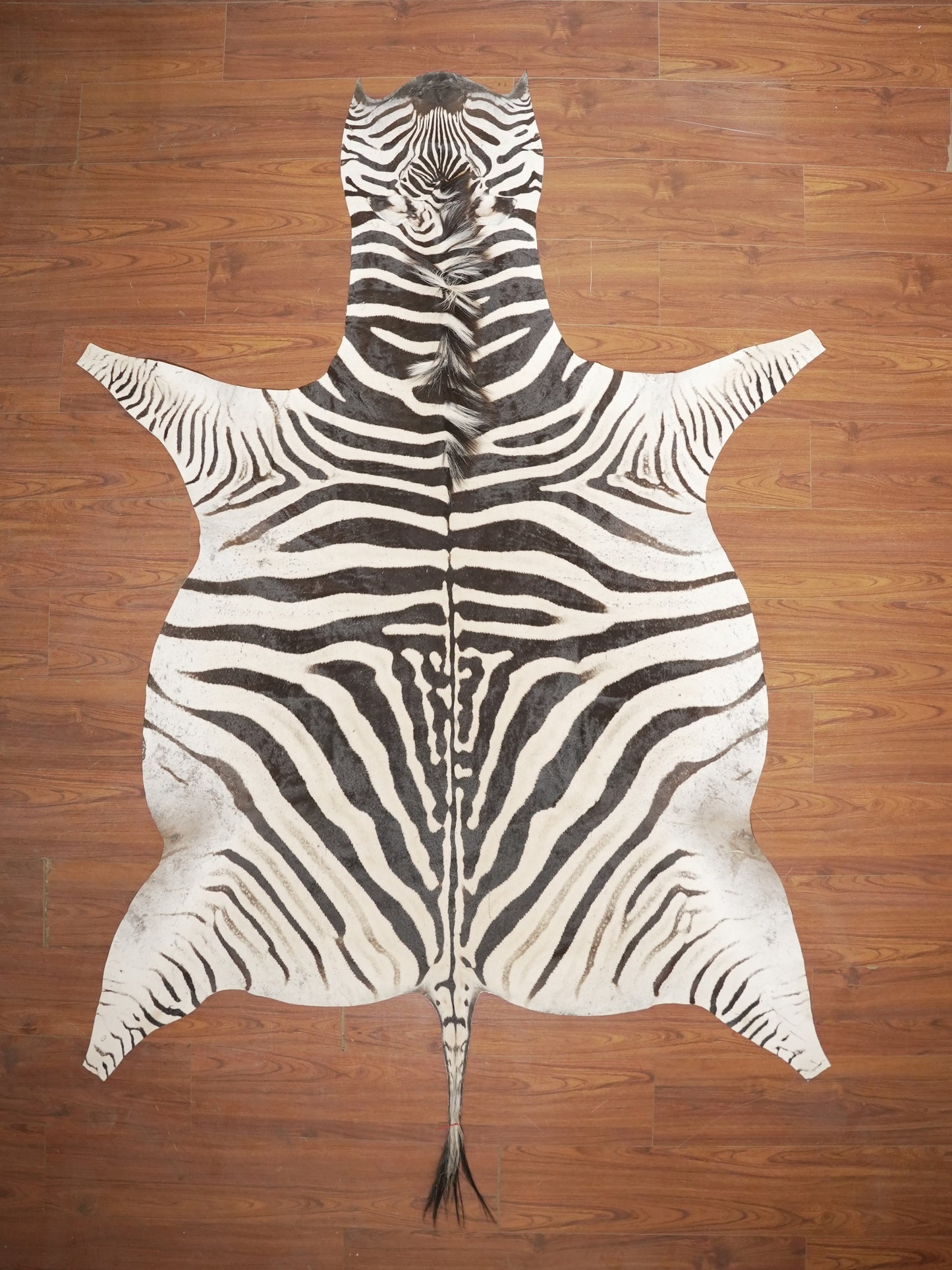 AA GRADE ZEBRA HIDE 056 (L)
