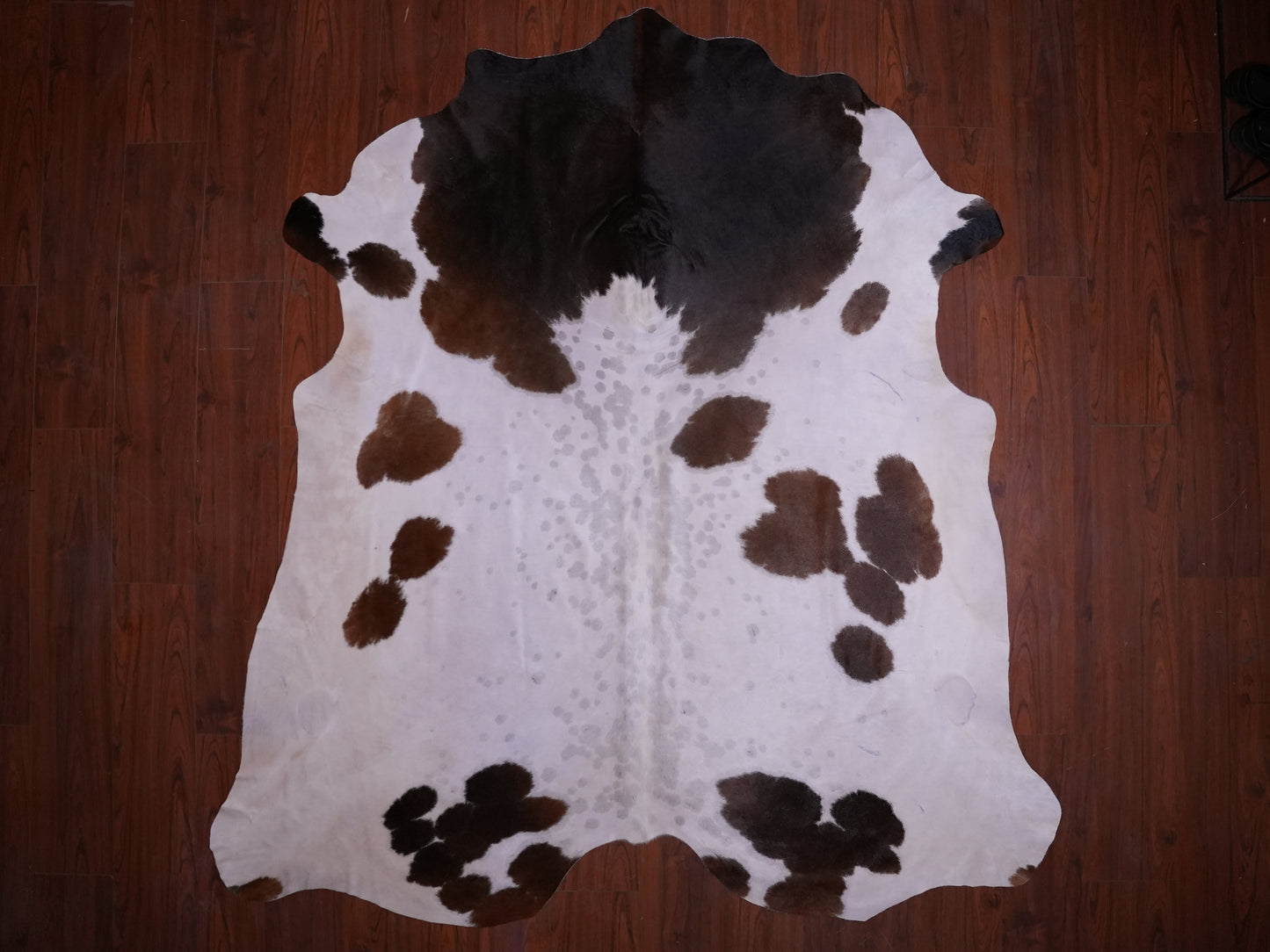 A Grade Nguni Hide 581 (Tricolor) (XL)