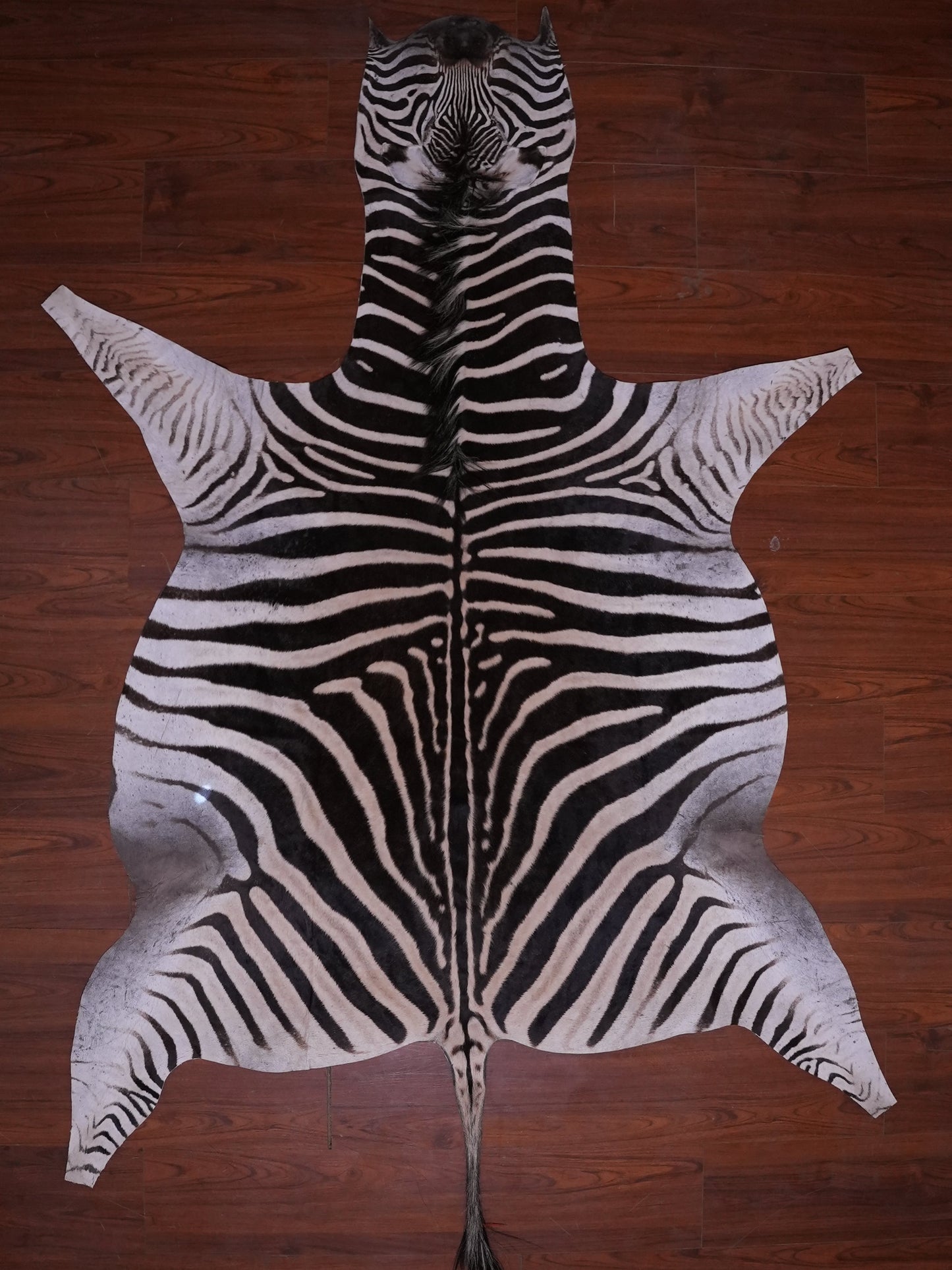 A GRADE ZEBRA HIDE 072 (M)