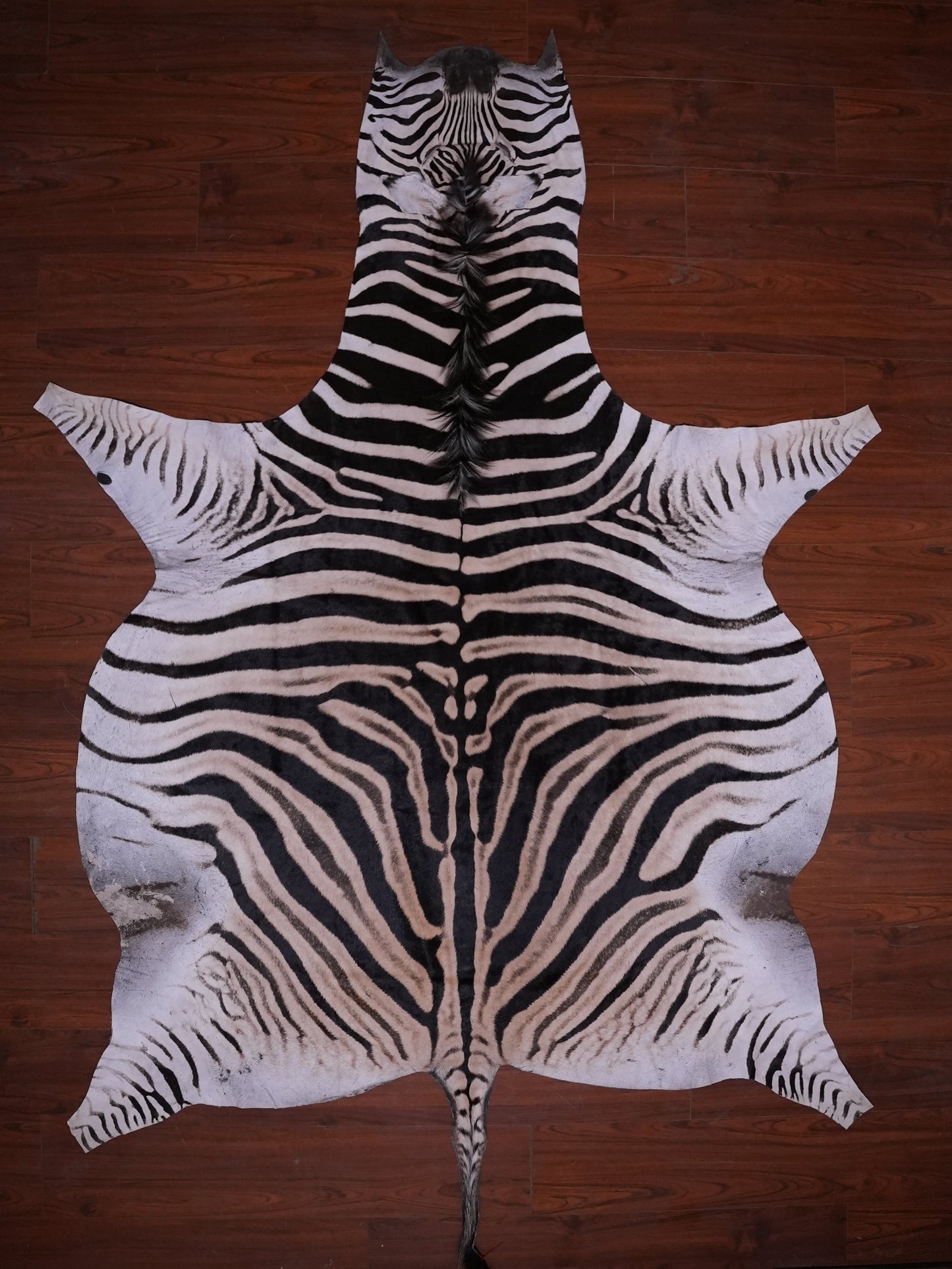 A GRADE ZEBRA HIDE 079 (M)