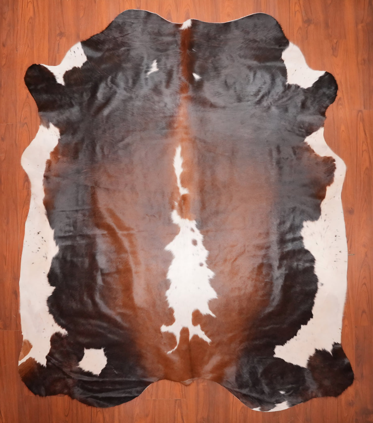AS Grade Nguni Hide 686 (Tricolor) (L)