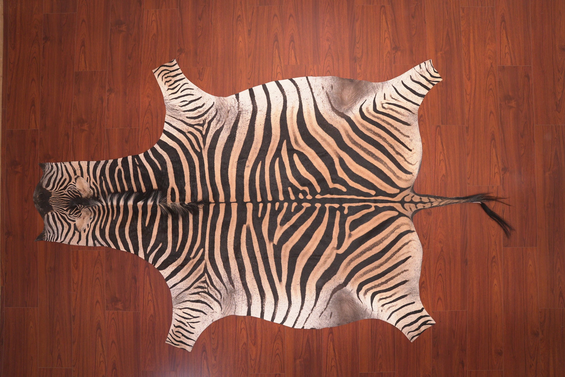 the nguni guy zebra hide rug animal skin carpet