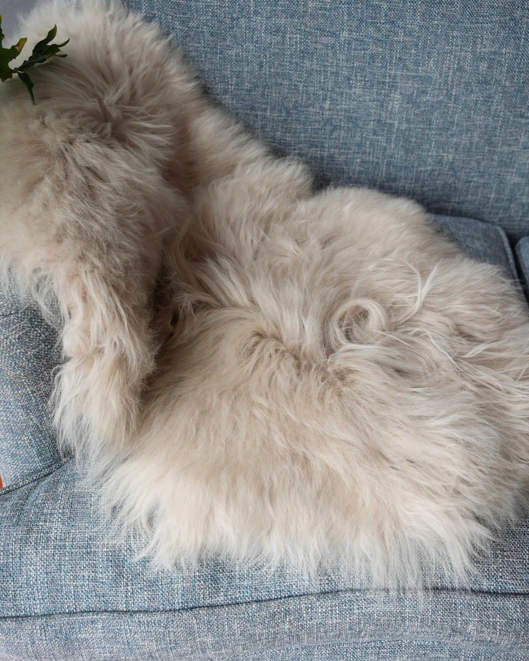 Himalayan Sheepskin