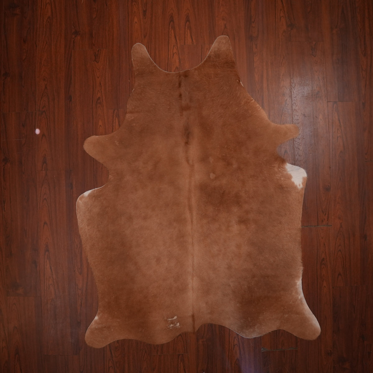 Warm Caramel Brown cow hide rug, 197 x 155 cm, genuine cowhide