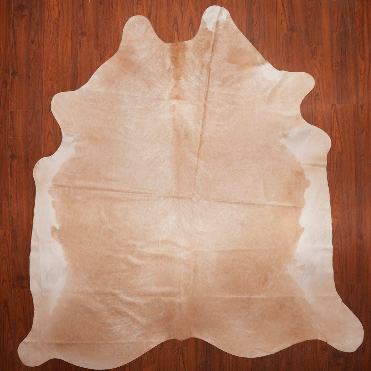 Soft Two-Tone Champagne cow hide rug, 243 x 240 cm, genuine cowhide
