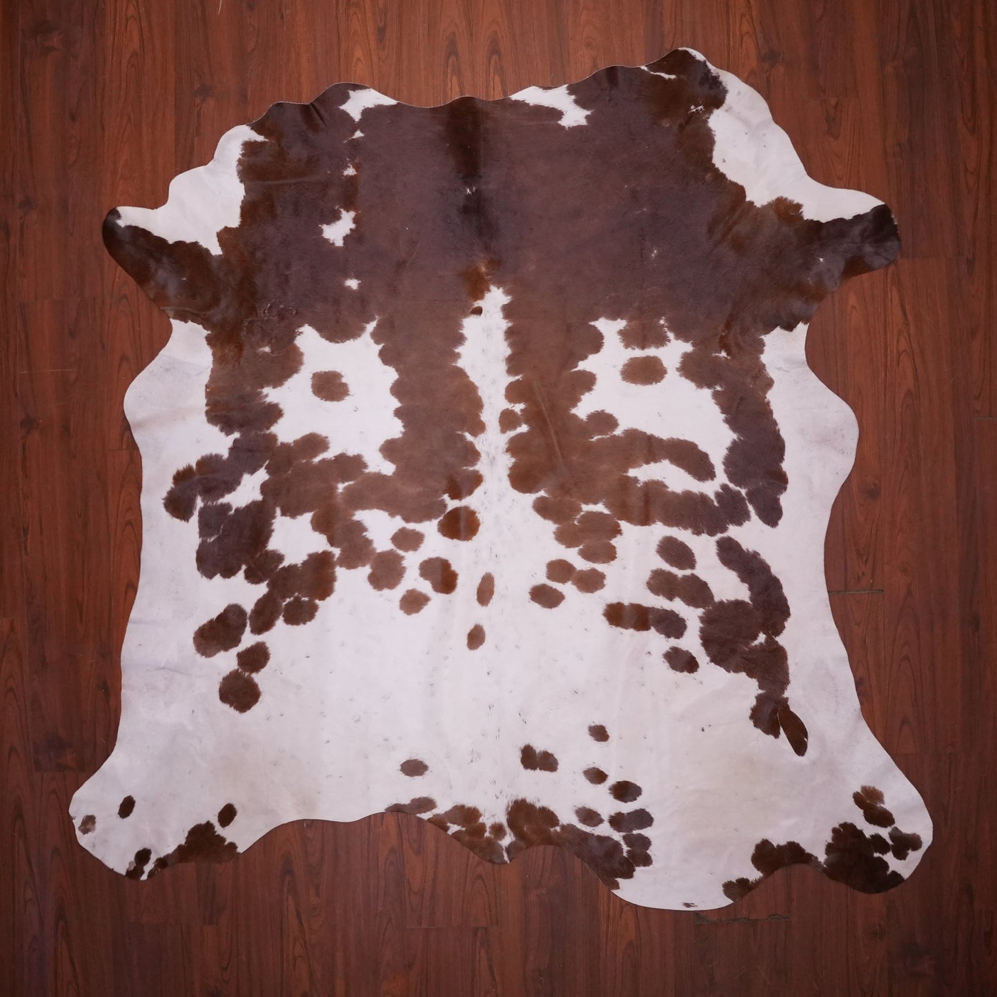 AS Grade Nguni Hide 622 (Tricolor) (M)