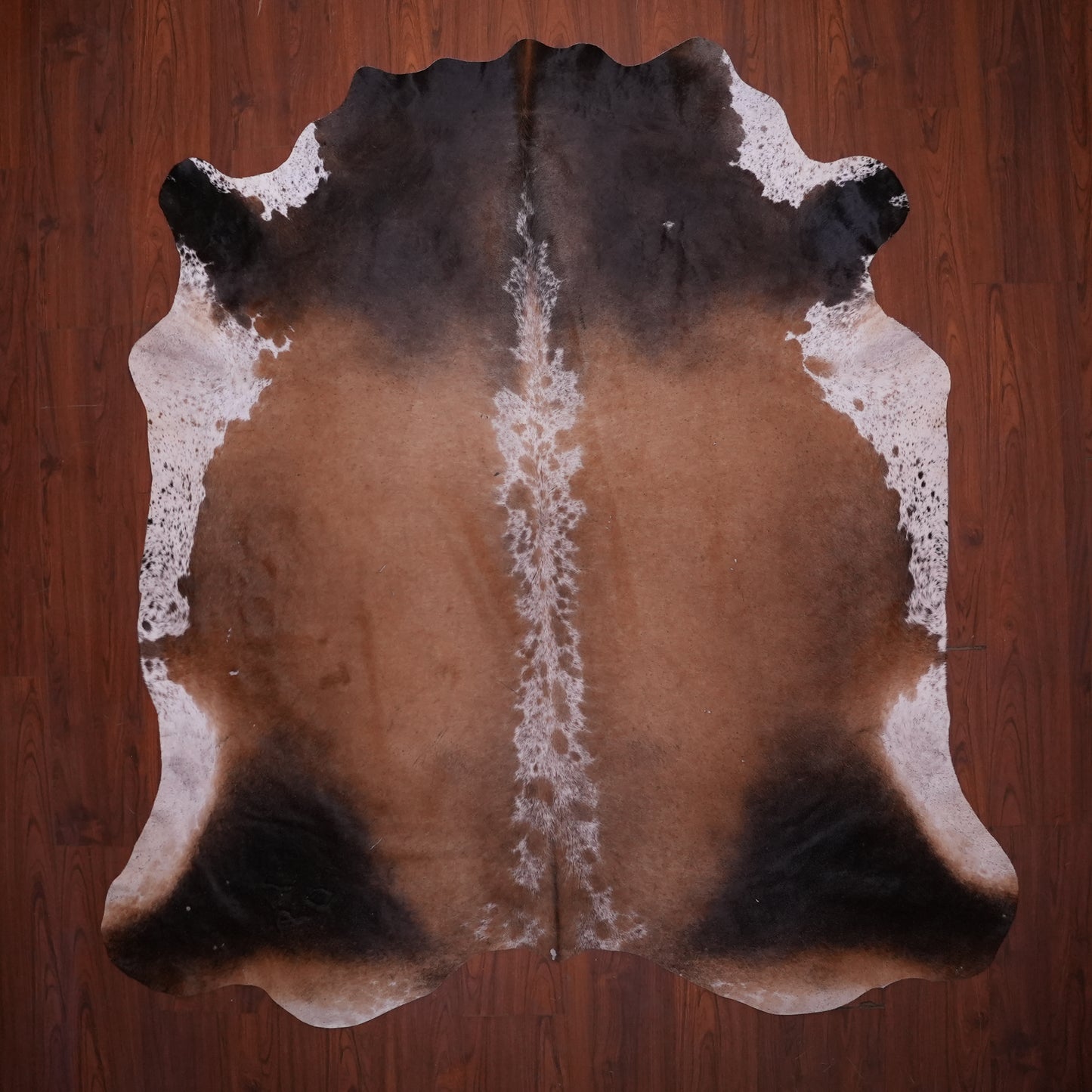 AS Grade Nguni Hide 619 (Tricolor) (M)