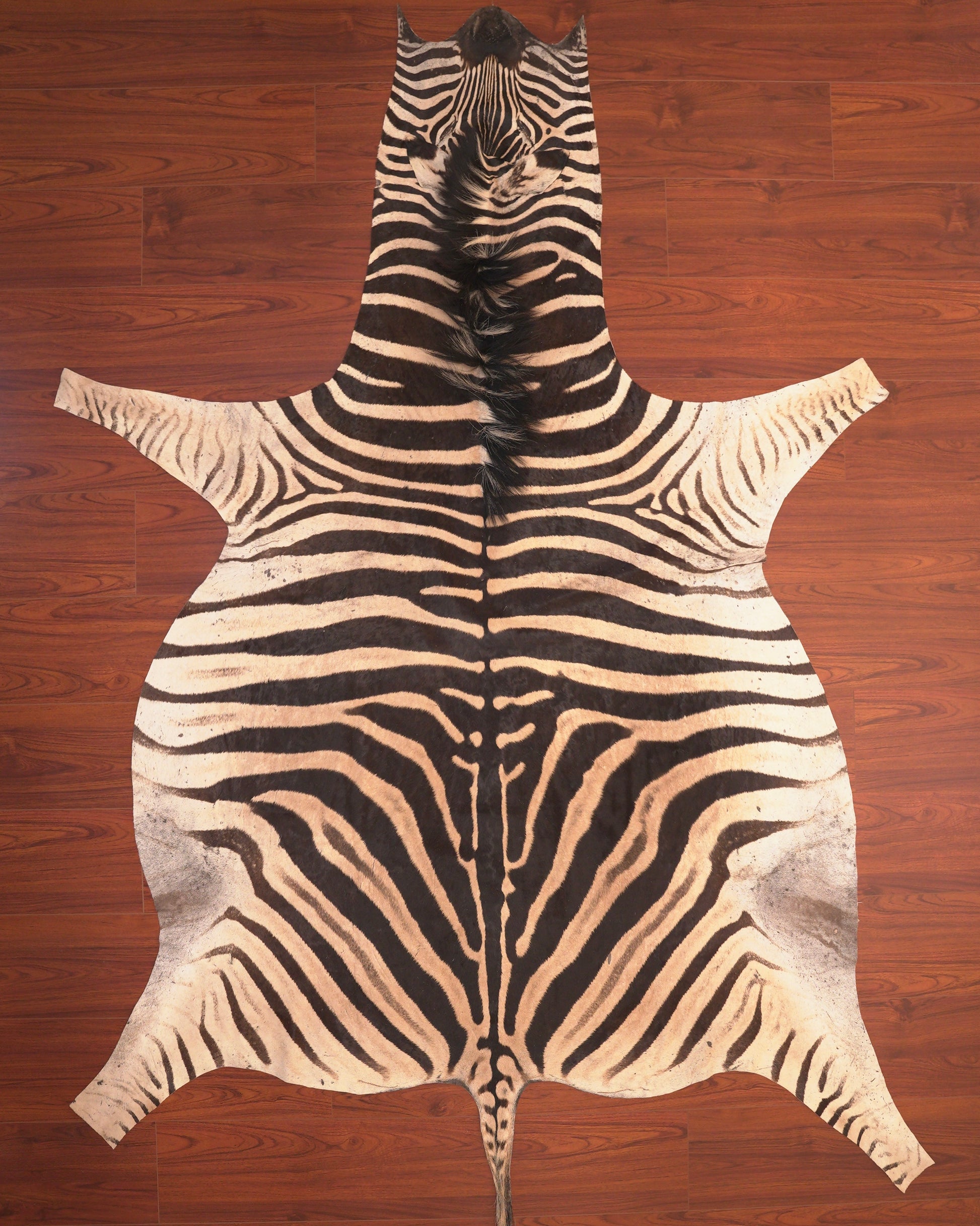 the nguni guy zebra hide rug animal skin mat