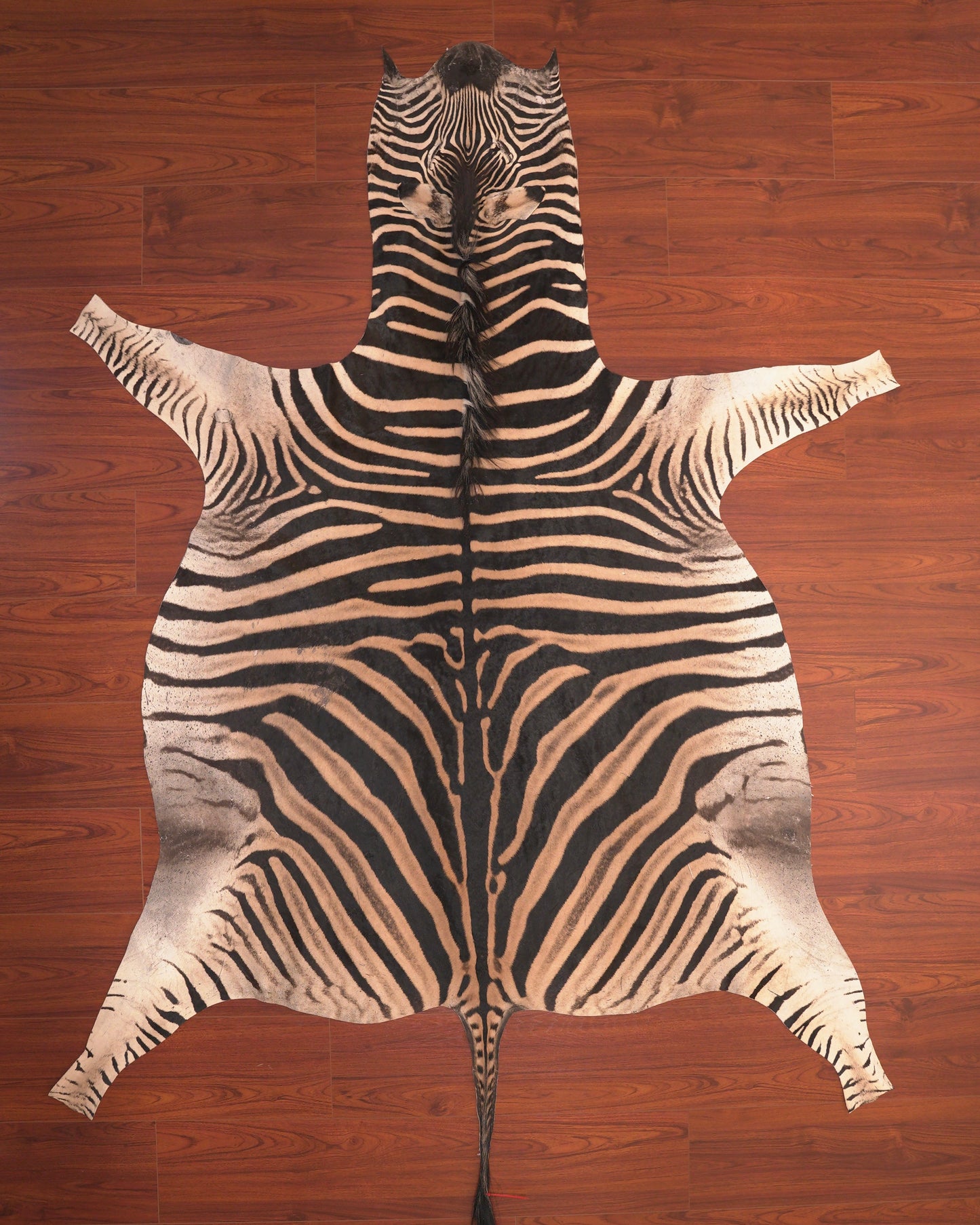 A Grade Zebra Hide 64 (M)