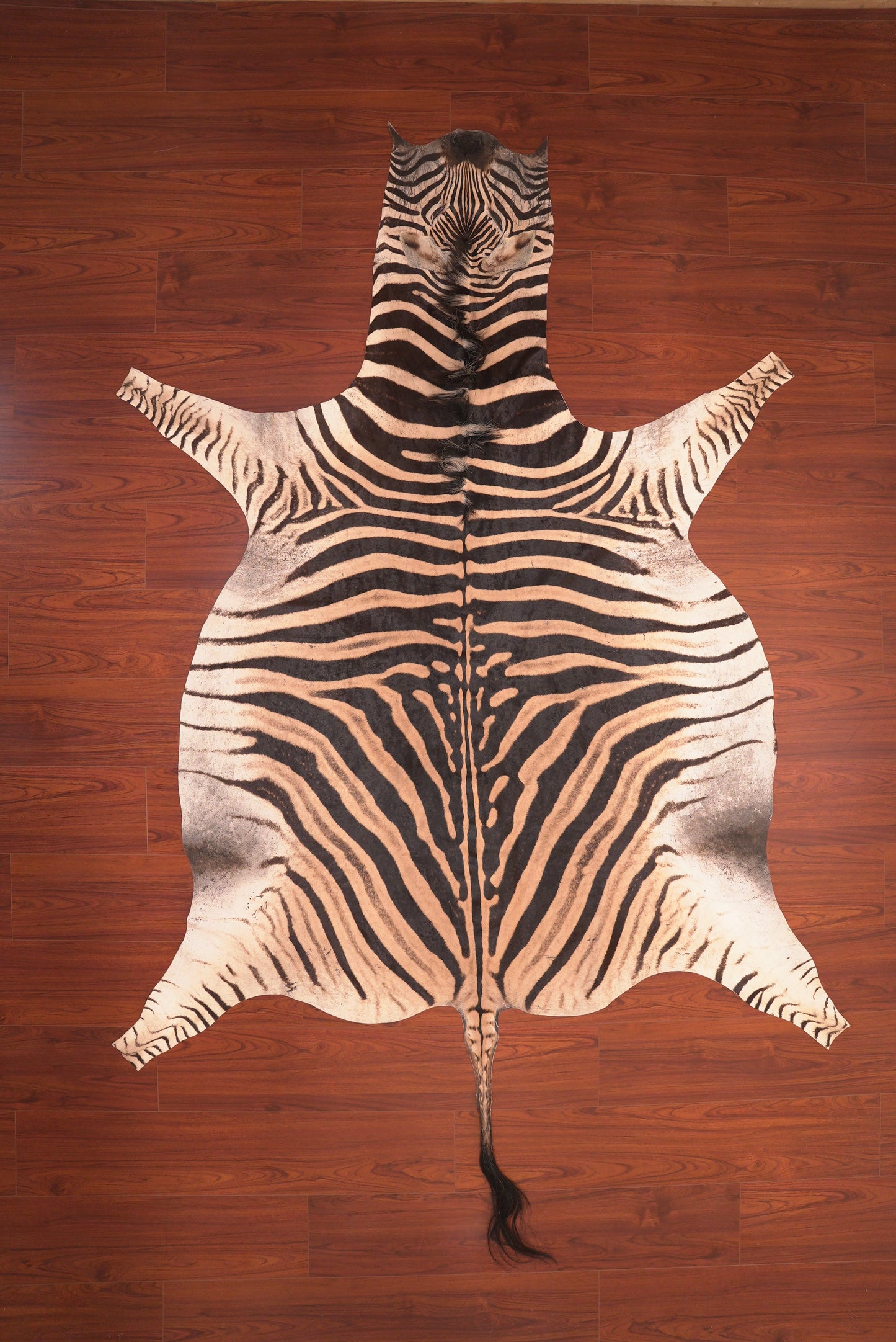 A Grade Zebra Hide 98 (L)