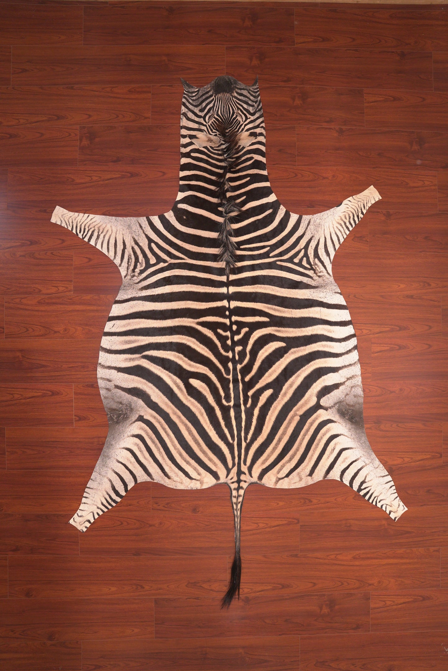 A Grade Zebra Hide 103 (M)