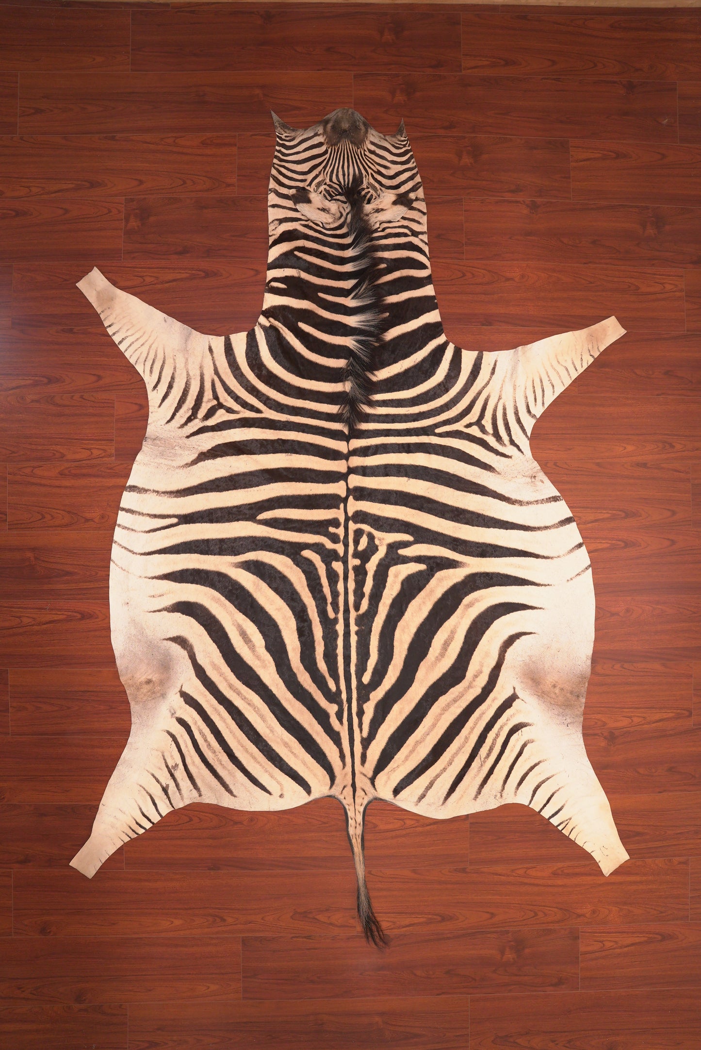 A Grade Zebra Hide 109 (L)