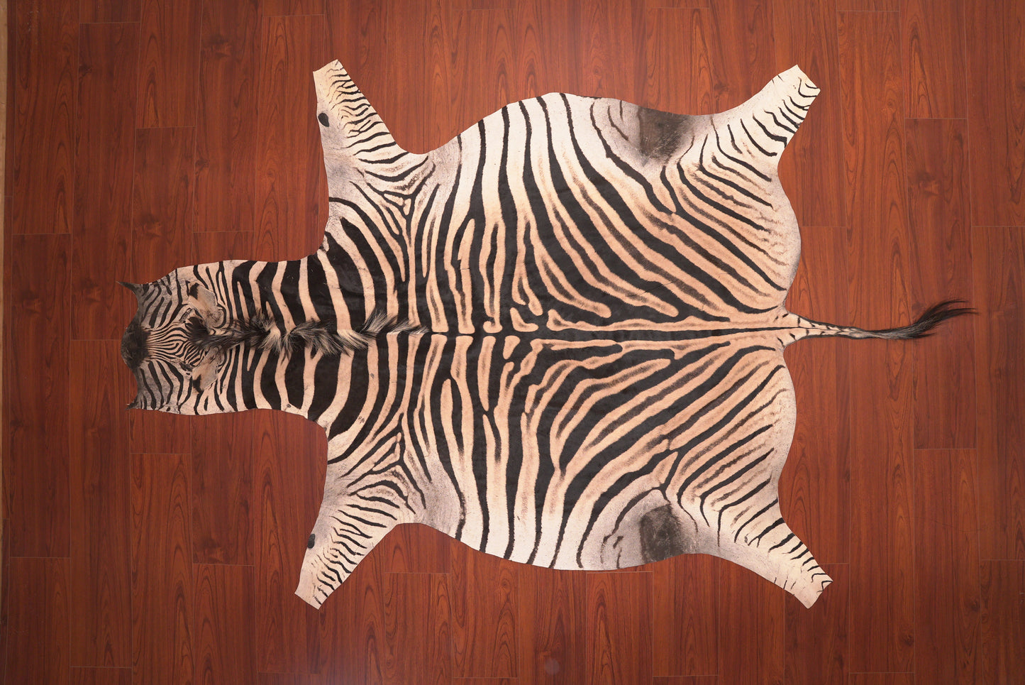 A Grade Zebra Hide 115 (M)