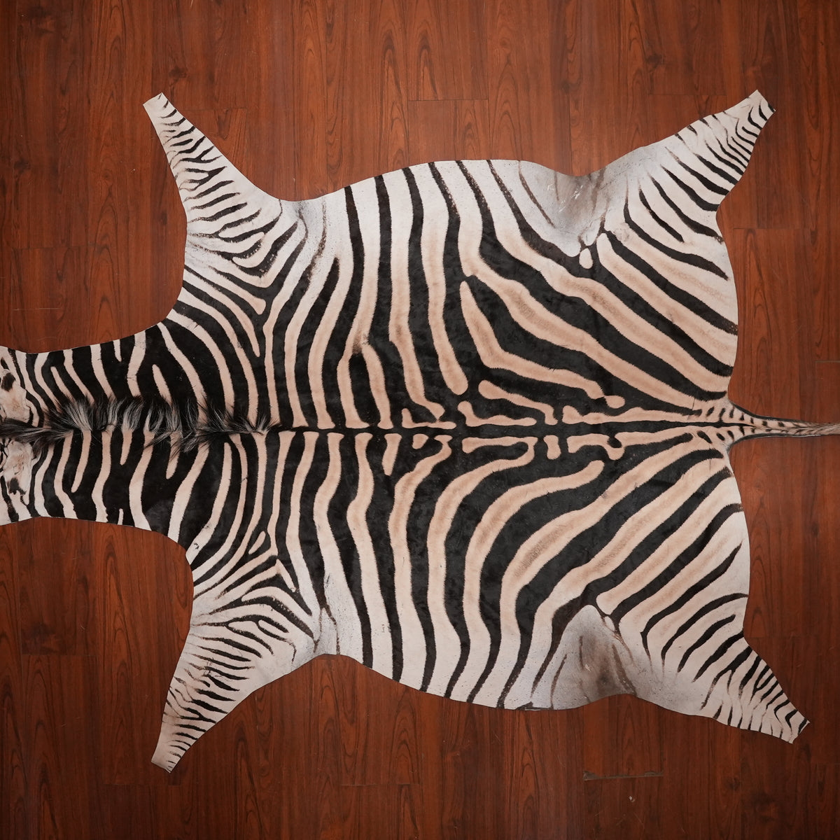 Bold-Striped zebra hide rug, 286 x 197 cm, genuine zebra skin