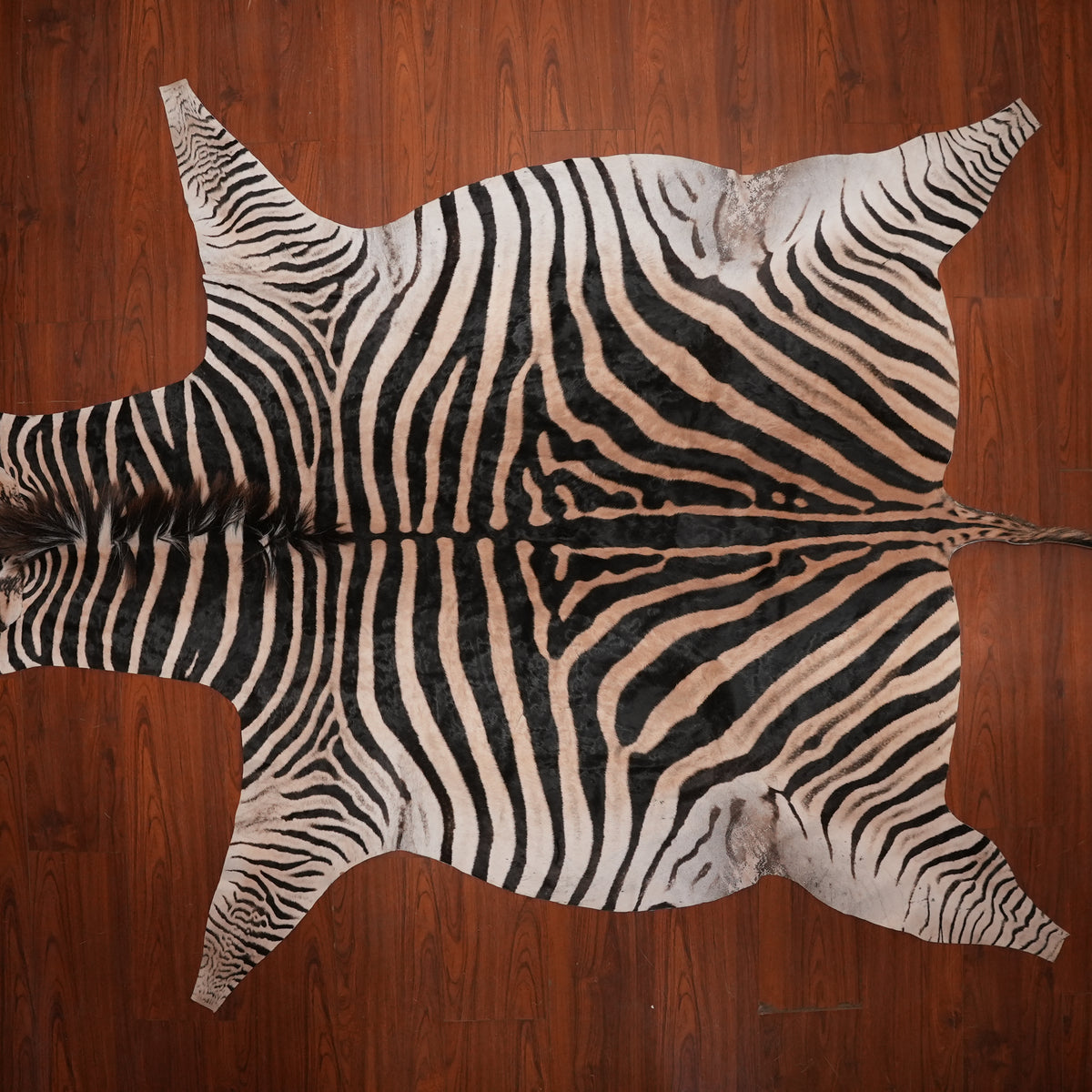 Bold Caramel-Banded zebra hide rug, 296 x 199 cm, genuine zebra skin