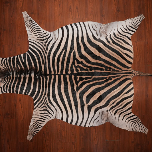 Bold Caramel-Banded zebra hide rug, 296 x 199 cm, genuine zebra skin