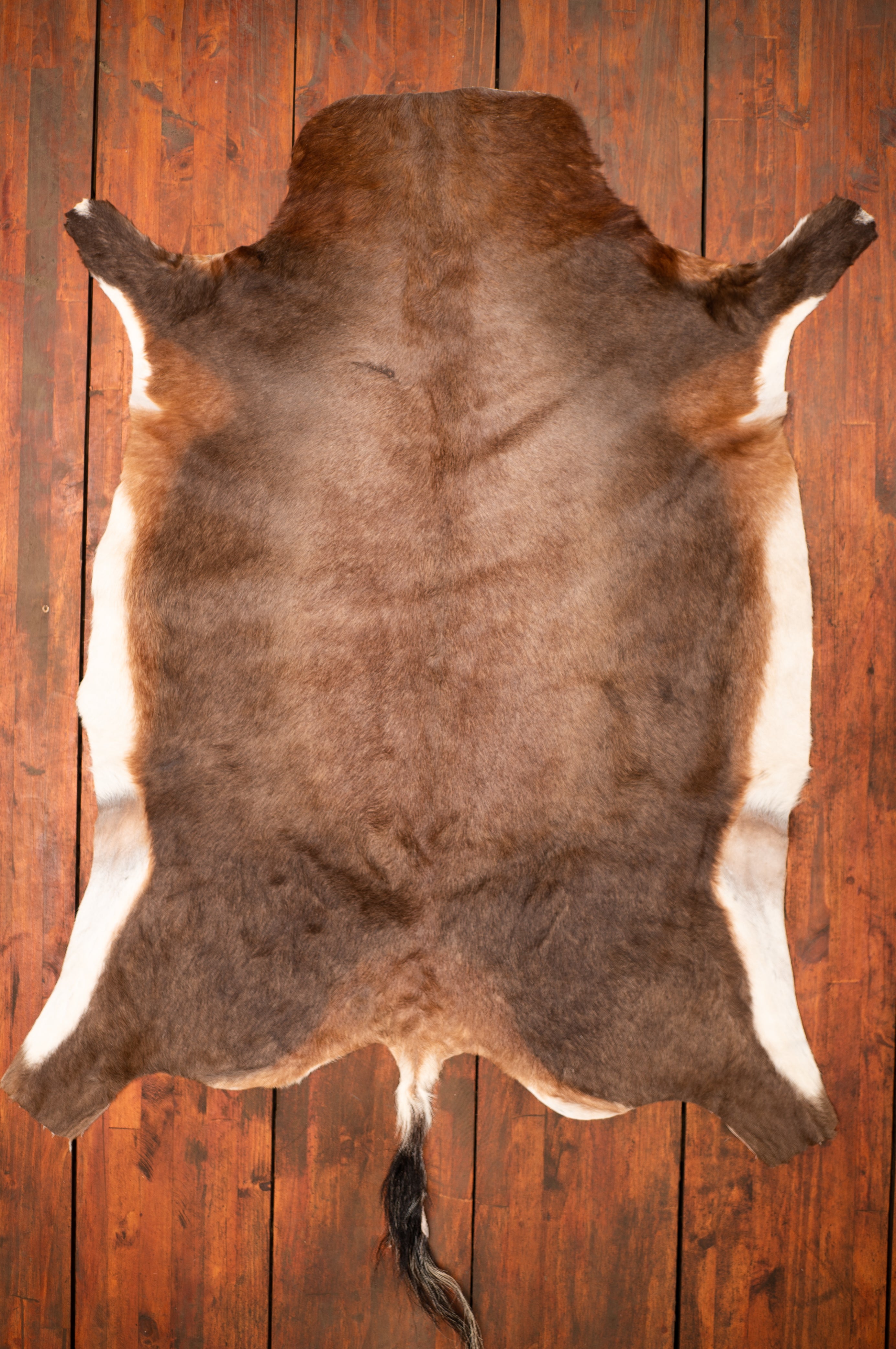 A Grade Blesbok Hide – The Nguni Guy